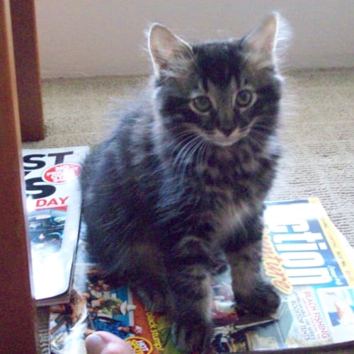 No photo for Tigger* On Trial With His New Family*