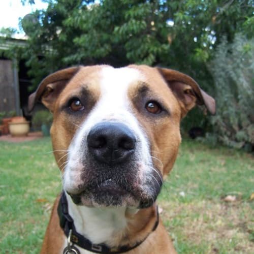 No photo for Louie   Adoption Pending