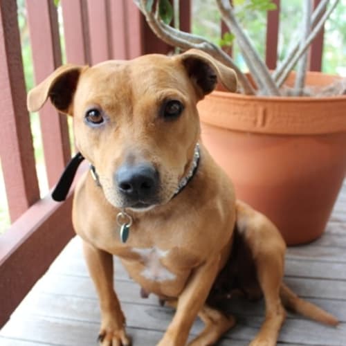 No photo for Sandy   Adoption Pending