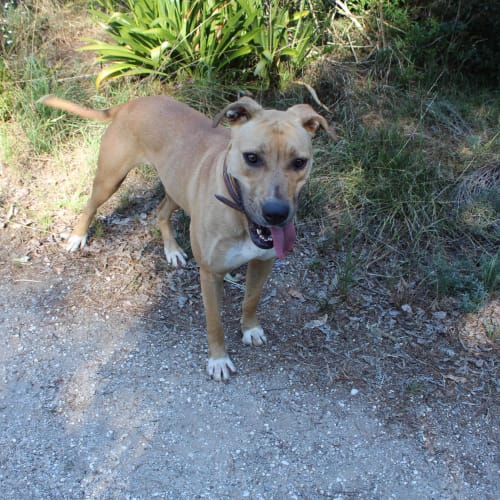 No photo for Kira (Located At The Oaks New South Wales)