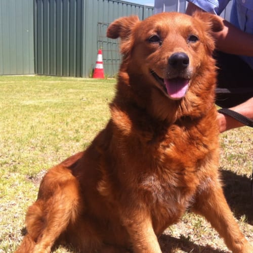 No photo for Ruby The Stunning Red Collie 
