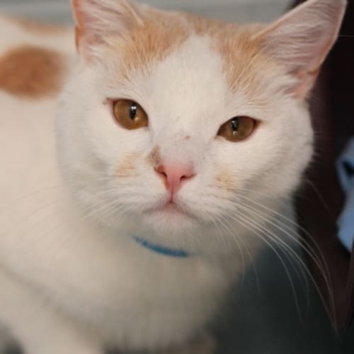 No photo for Pound Cats | Baileys