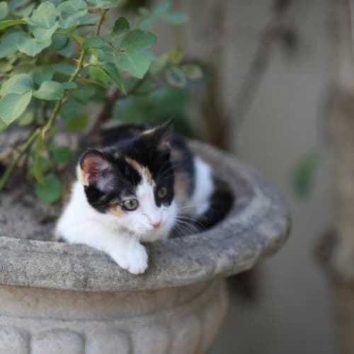 No photo for Cleo
