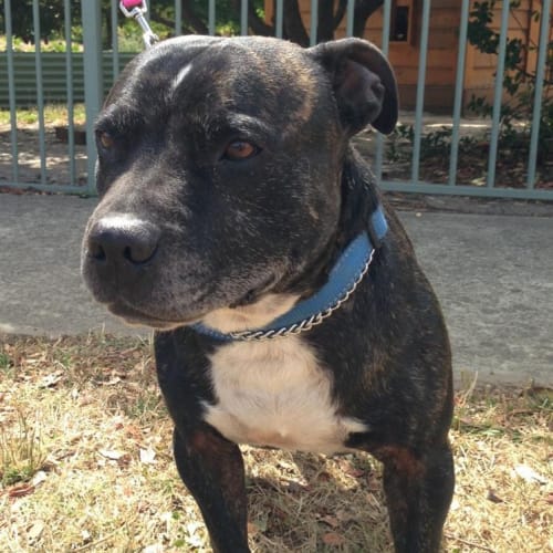 No photo for Sargeant     Staffy Cross