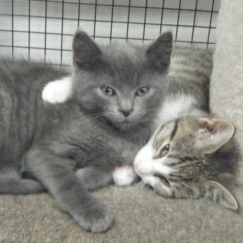No photo for Merlin   Tabby & White Kitten