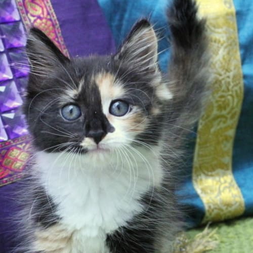 No photo for Pound Cats | Calypso