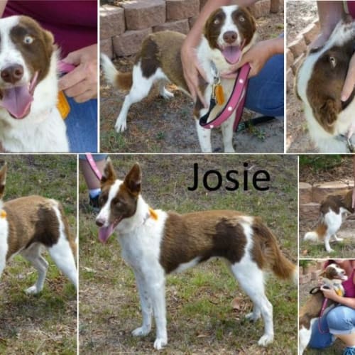 No photo for Josie
