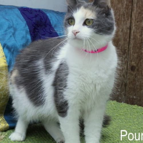 No photo for Pound Cats | Carmen