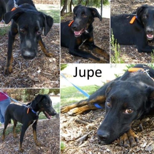 No photo for Jupe