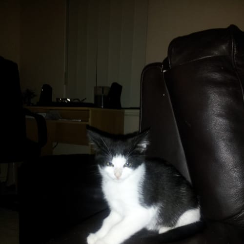 No photo for Boots*Adopted*