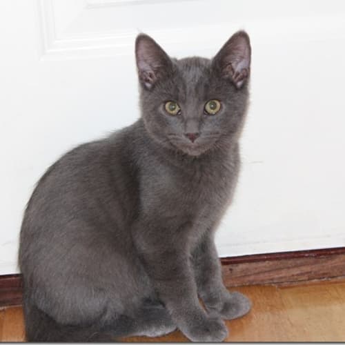 No photo for Oscar*On Trial With My New Family*