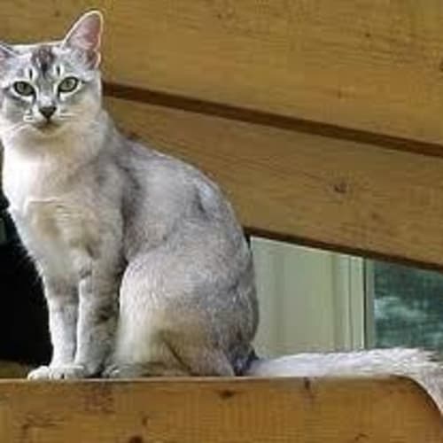 No photo for  Burmilla Kittens  (Lilac/Silver ) On Hold