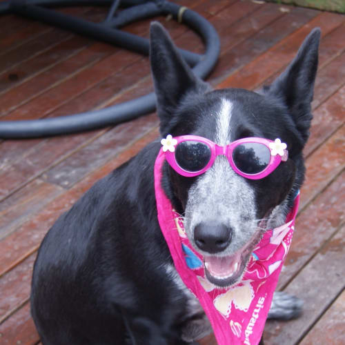 Jazzie (On Trial 17/1/13)