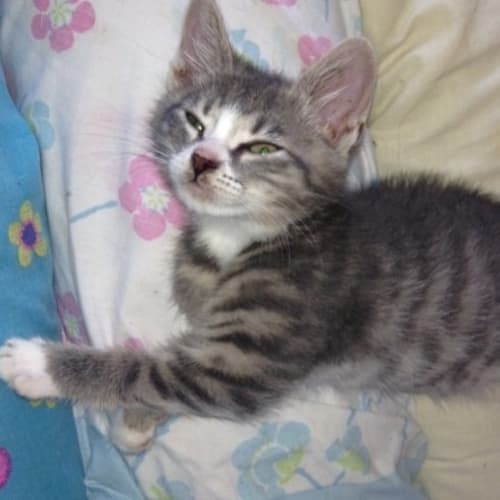 No photo for Oliver