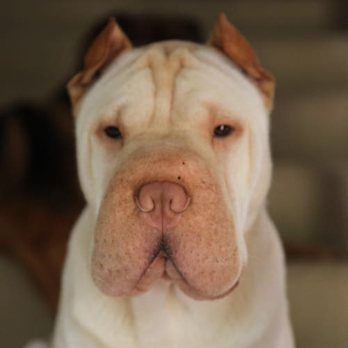 No photo for Rocco