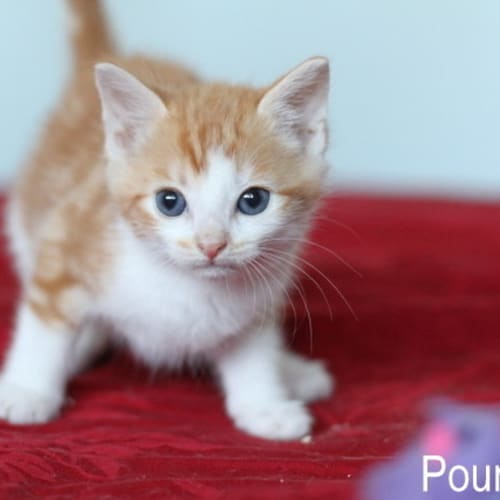 No photo for Pound Cats | Jill 1
