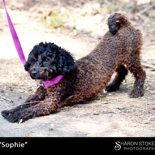 No photo for Sophie
