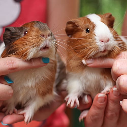 No photo for Jason And Nibs! (Brothers)