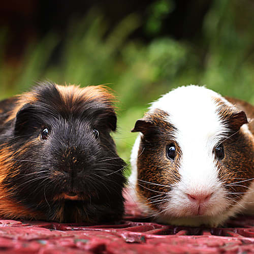 No photo for Sebastian And Humphey (Exceptional Home Needed)
