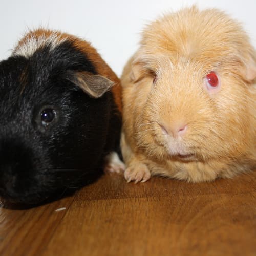 Sandy & Razor (Golden oldies) 