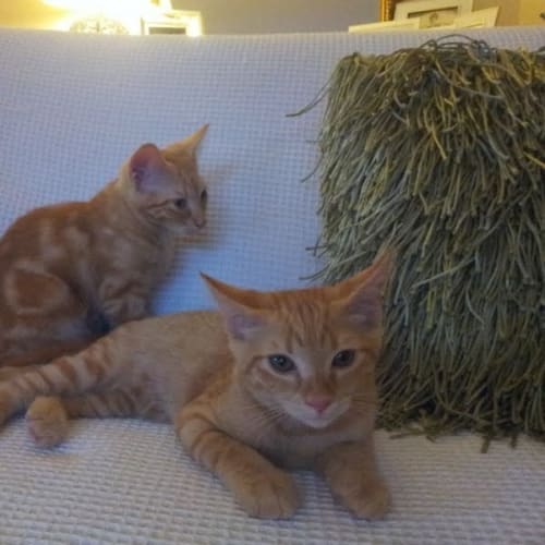 No photo for Tom & Jerry *Dual Adoption