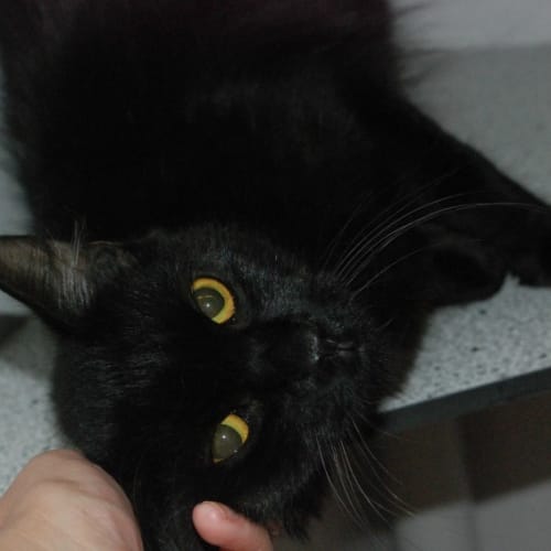 No photo for Nova