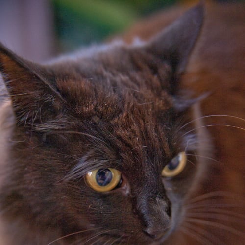 No photo for Akarsna Id11760 Beautiful Princess. 
