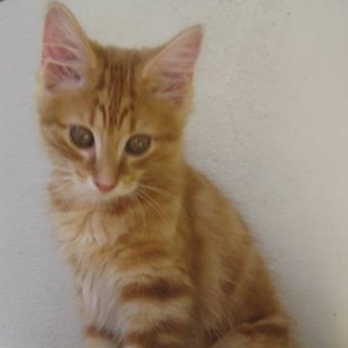 Ozzie