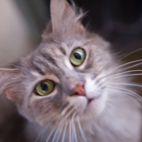 No photo for Brooklyn Id11542. Building A Bridge 2 Your Heart