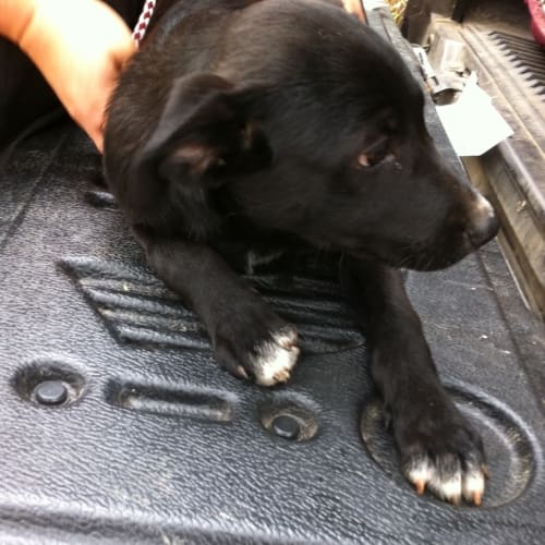 No photo for Koora (Available 26/01/13)