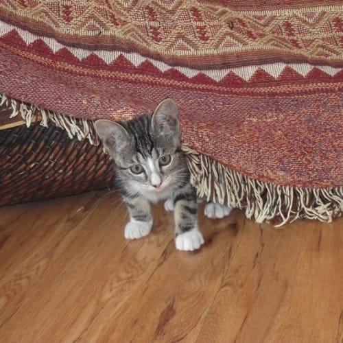 No photo for Snip