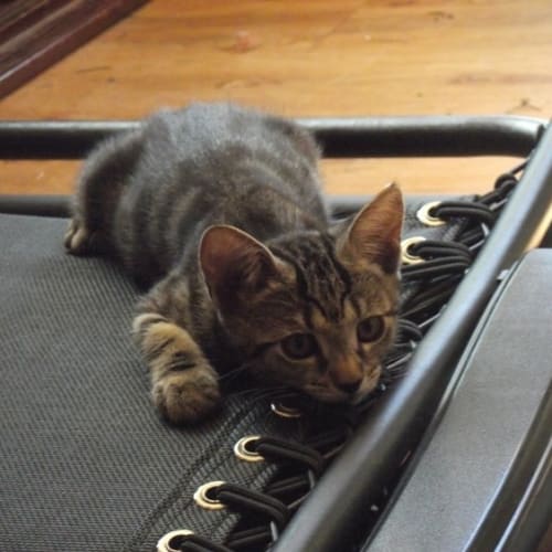 No photo for Tigger