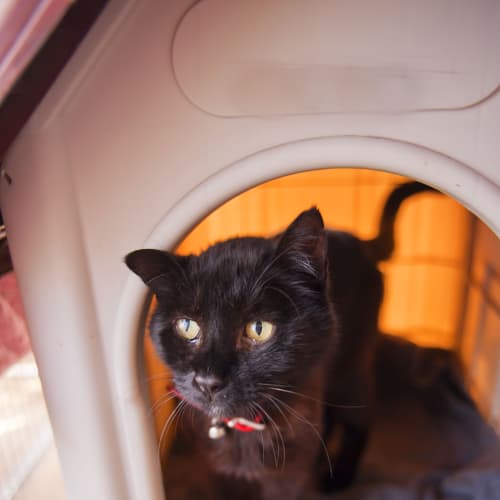 No photo for Captain Midnight Id11503 With Golden Glowing Eyes