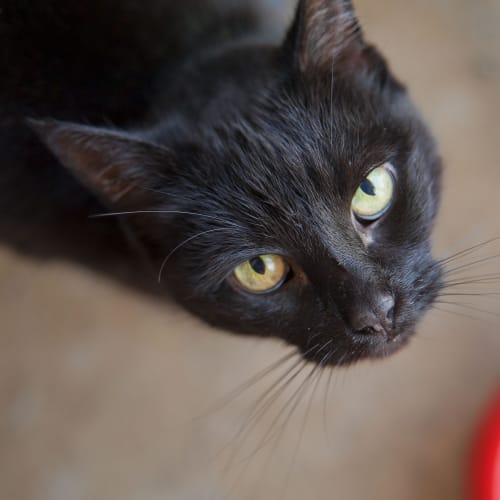 No photo for Gypsy Id11708. Gypsy Rose Lee