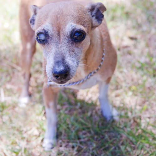 No photo for Sandy Id11856 Partly Blind Senior Girl. 