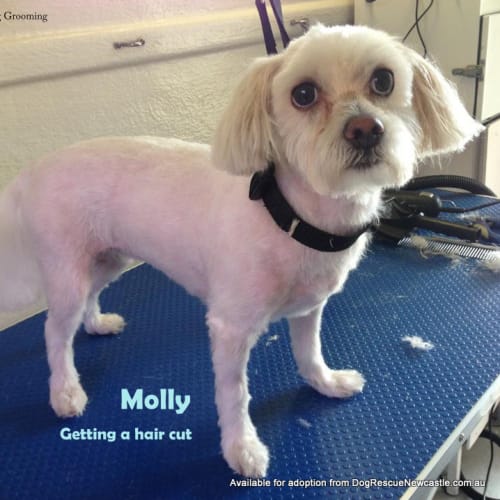 Molly (On Trial 21/1/13)