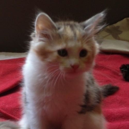 Peppa  **Adoption Day 27/01/2013**