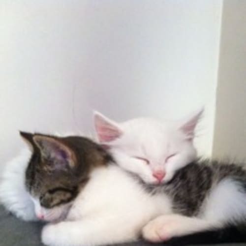 Eddie and Oliie