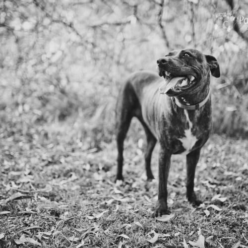 No photo for Bonnie Adoption Fee Reduced To $200