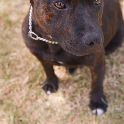 No photo for Abbie Id11851