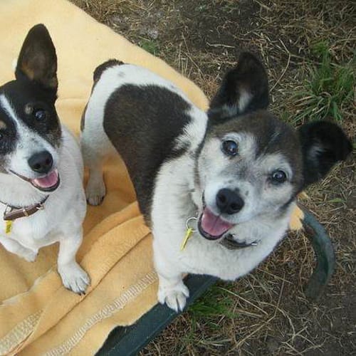 No photo for Lucy & Roy Male & Female To Be Adopted Together