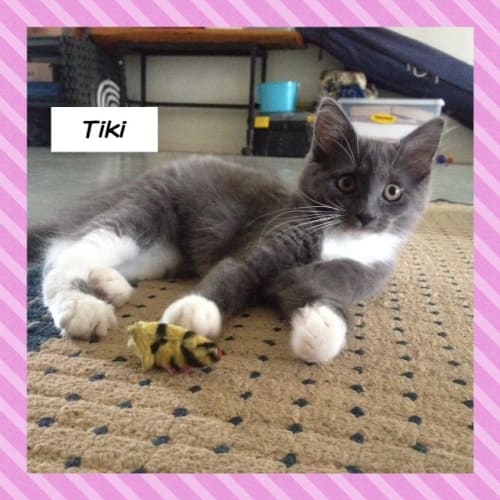 No photo for Tiki