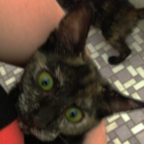 No photo for Skye Ak0009  Urgent Foster Care Needed