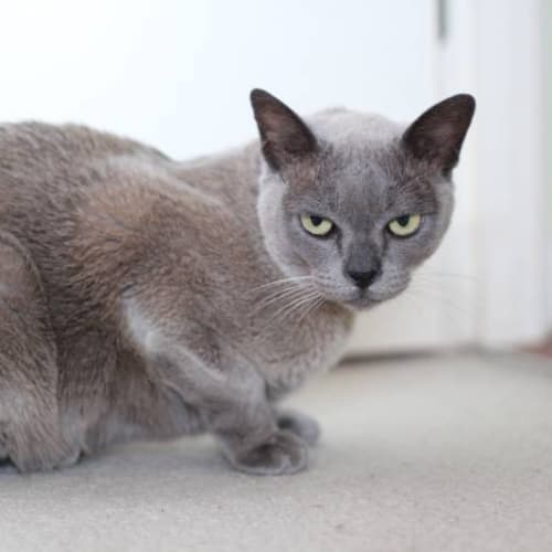 Coco
