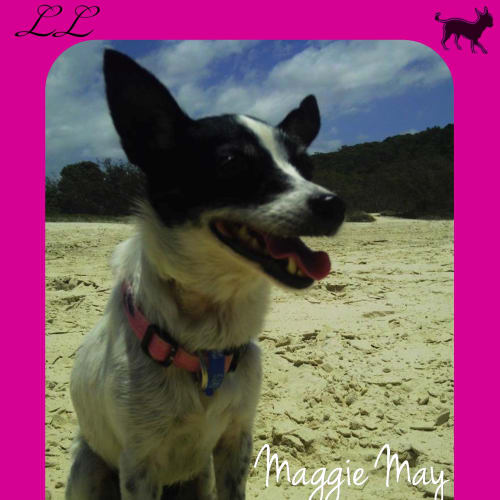 Maggie May 