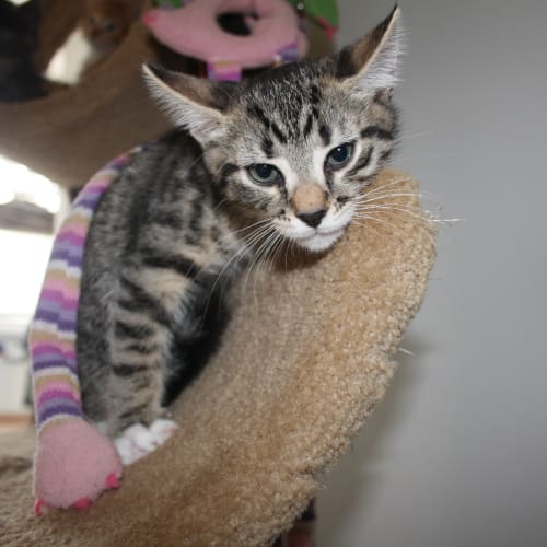 Lola - expressions of interest