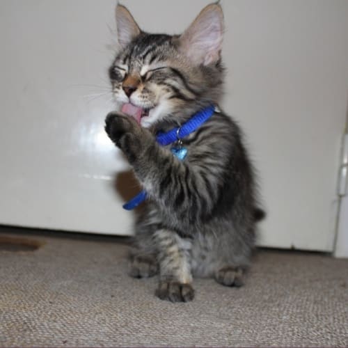 No photo for Marley*On Trial With My New Family*