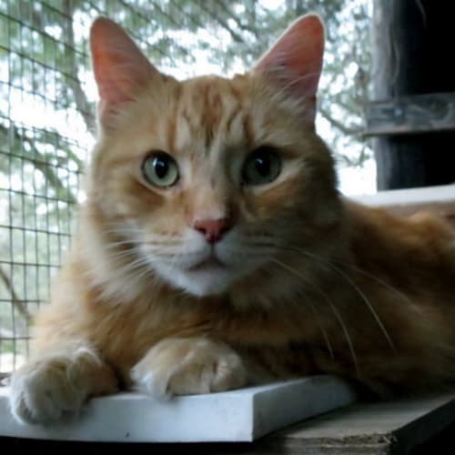 No photo for Big Red Purr Fect Match 
