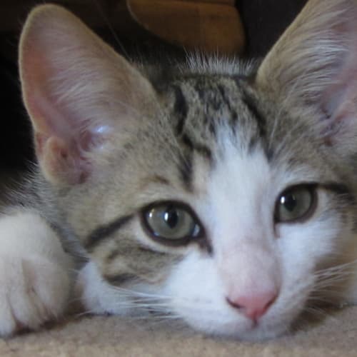 Luca