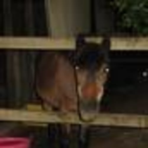 No photo for Pony